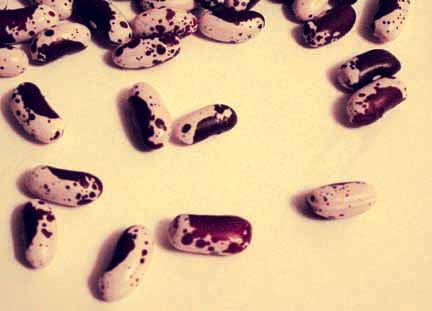 Jacob's Cattle beans