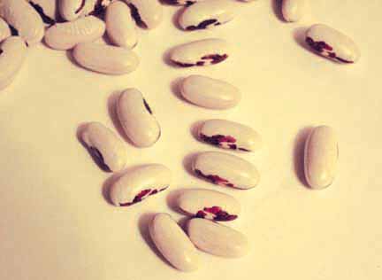 Soldier beans