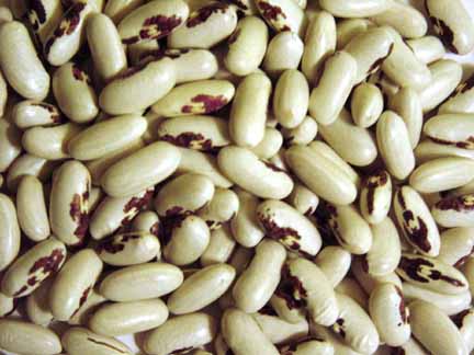 Bags of Webster Farms beans