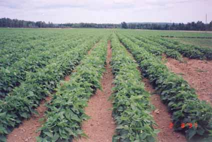 Bean field at Webster Farms