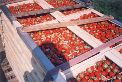 Strawberry flats at Webster Farms